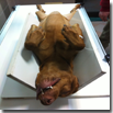 RADIOGRAFIA (ANCHE E GOMITI) PER MURPHY (TUTTO OK)